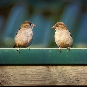 two sparrows on the barn roof by Miny'S