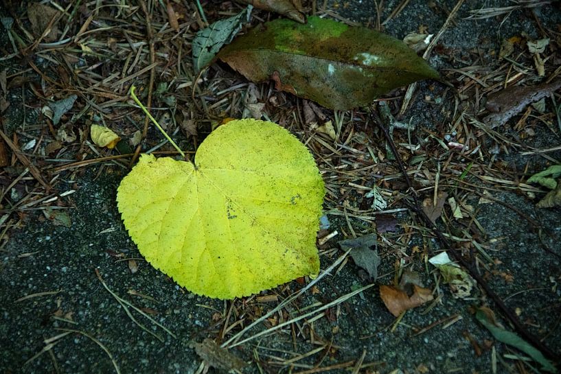 Ontdek de natuur in een bosrijk gebied in Emsland, Nedersaksen, Duitsland van Bianca Meyering Fotos - BMF