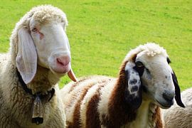 Tiroler Bergschafe auf der Alm von Theodor Decker