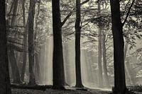 Autumn trees