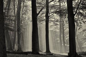 Herbst im Wald