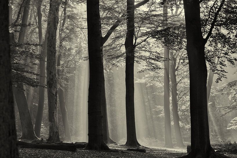 Arbres d'automne par Mrs van Aalst