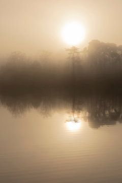 Weiches Winterlicht über dem Moor