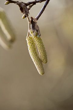 botanische kunst, macrofoto van de kronkelhazelaar