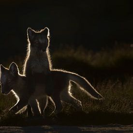 Playing young arctic foxes in backlight by Jaap La Brijn
