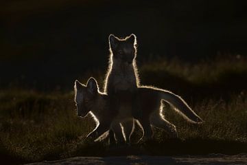 Playing young arctic foxes in backlight by Jaap La Brijn