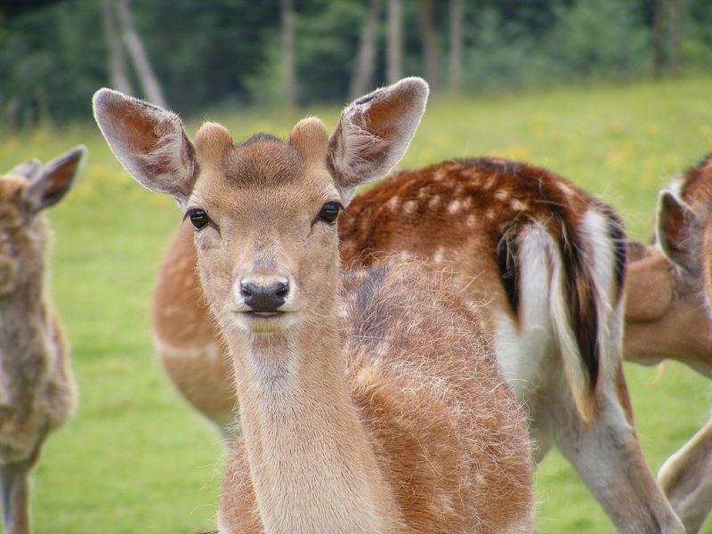 ree by Mirjam van Ginkel