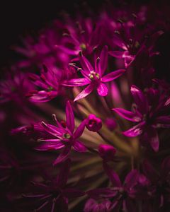 Winzige magentafarbene Blüte von Sandra Hazes