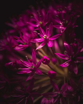 Tiny magenta flowers dark & moody van Sandra Hazes