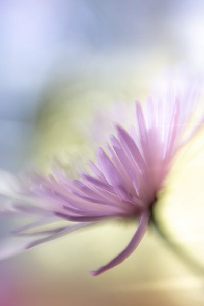 Soft pink flower by Patricia van Kuik