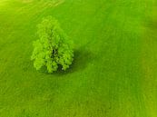 Boom in een frisgroene weide in de Logar-vallei in Slovenië van Sjoerd van der Wal Fotografie thumbnail