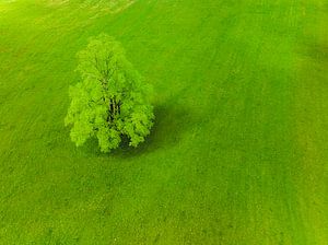 Baum auf einer frischen grünen Wiese im Logar-Tal in Slowenien