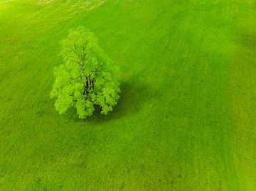 Tree in a fresh green meadow in the Logar Valley in Slovenia by Sjoerd van der Wal Photography