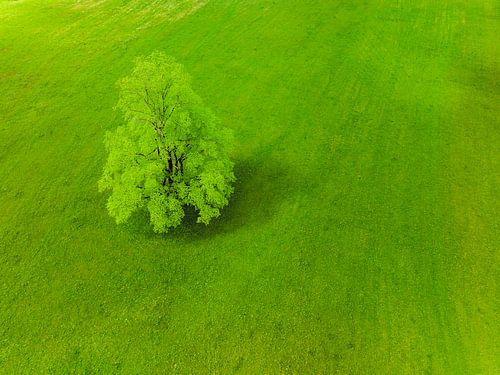 Boom in een frisgroene weide in de Logar-vallei in Slovenië