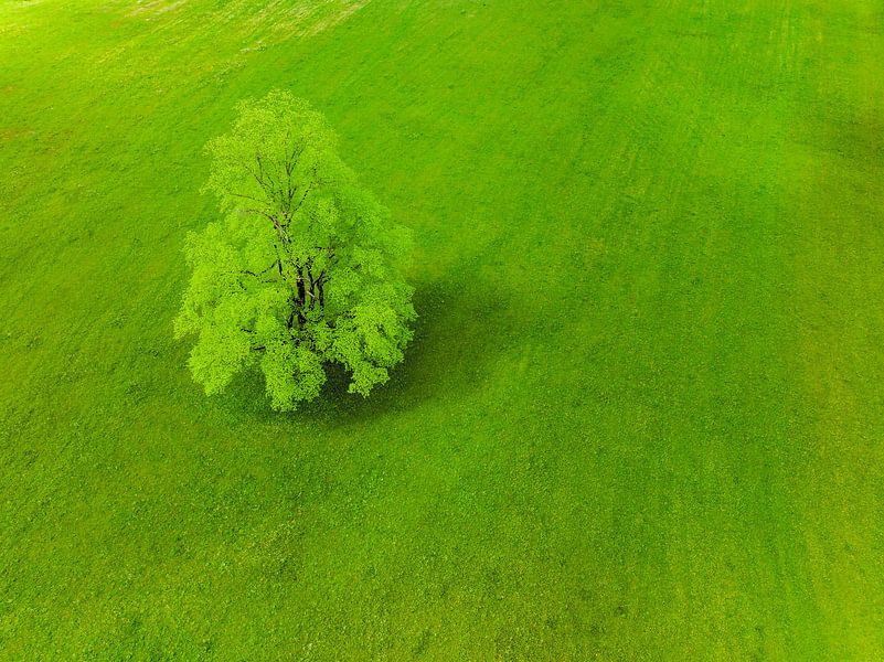 Boom in een frisgroene weide in de Logar-vallei in Slovenië van Sjoerd van der Wal Fotografie