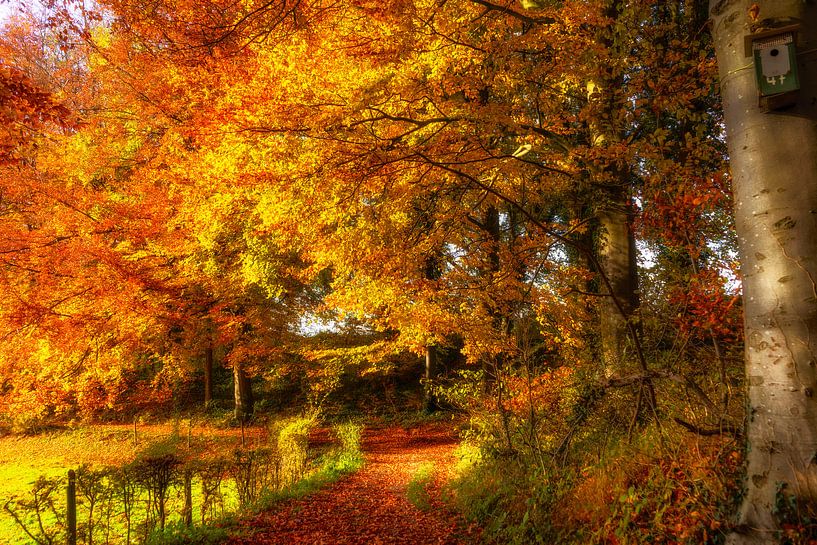 Autumn in South Limburg by John Kreukniet