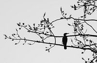 Kormoran an einem grauen Tag