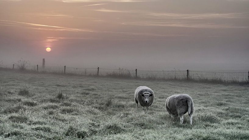 Dutch Sheep in rising sun in fog by Antoinette Kosse