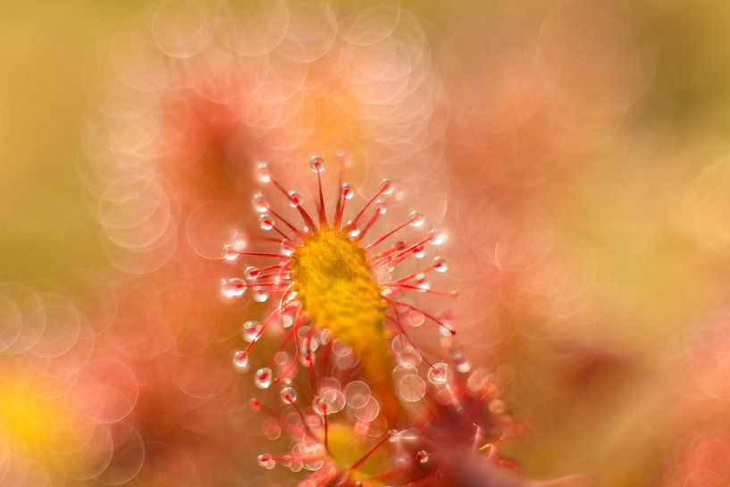 Sundew Bokeh-Dance van Jeffry Westerhoff