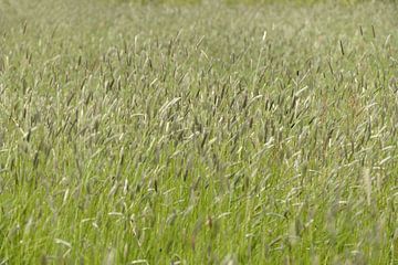 Wuivende soorten gras