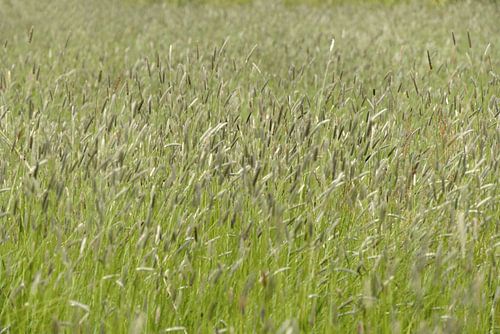 Wuivende soorten gras
