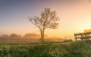 Ein nebliger Morgen am Afwateringskanaal bei Schildwolde in der Provinz Groningen