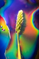 Rainbow cereal 4