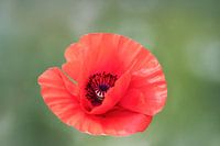 "Papaverbloem" in de delicate gloed van de zomer