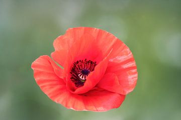 "Papaverbloem" in de delicate gloed van de zomer van Christina Bauer Photos
