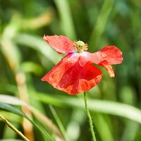 Morning Dew