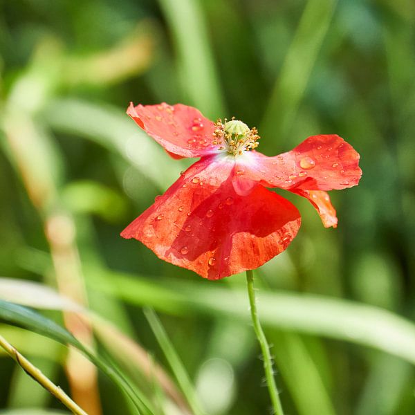 Morning Dew by Bert Vos