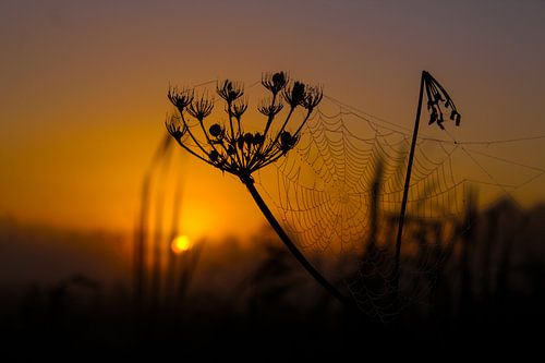 Silhouette of flower and spider web at sunrise