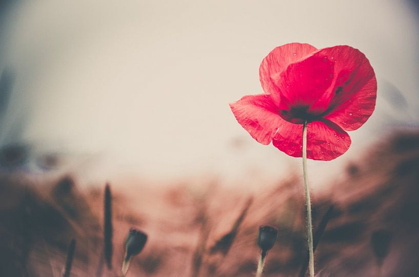 Rote Mohnblüte von ahafineartimages