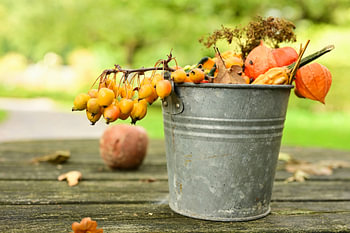 Boisson d'automne aux baies