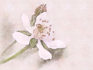Gemälde in Mischtechnik: Blüte der Brombeere