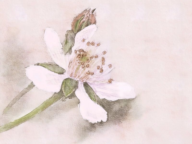 Peinture mixte : Fleur de mûre par Studio Pieternel