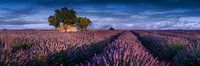 Boerderij in het lavendelveld in de Provence, Frankrijk. van Voss Fine Art Fotografie thumbnail