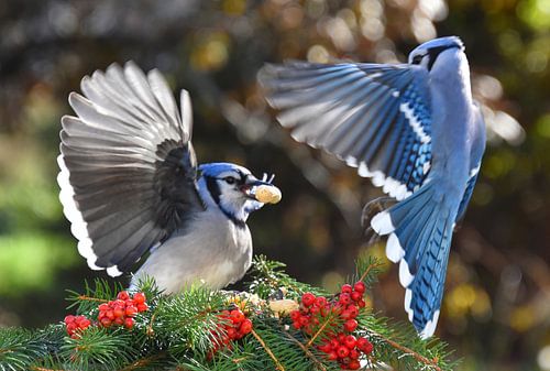 Blauwe gaaien bij de Garden Feeder
