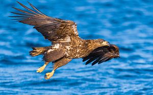 Seeadler auf der Jagd in einem Fjord in Norwegen