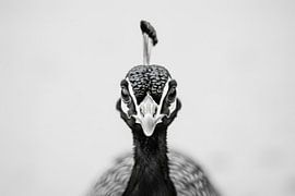 Peacock in black and white by Poster Art Shop