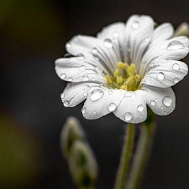 Fleur de corne de champ avec gouttelettes d'eau sur Paul Veen