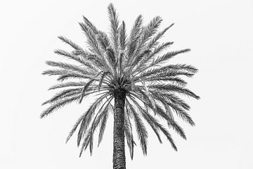 Palm in Palermo | Italië van Photolovers reisfotografie