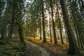The Enchanted Forest - 2 by Vos Photography