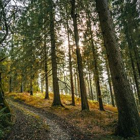 The Enchanted Forest - 2 by Vos Photography