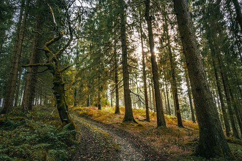 The Enchanted Forest - 2