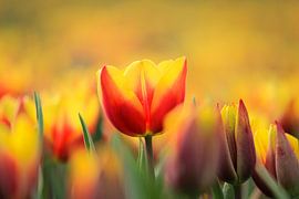 Tulips by Kim van der Plas