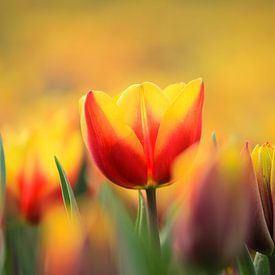 Tulpen van Kim van der Plas