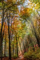 The Italian road in autumn colours