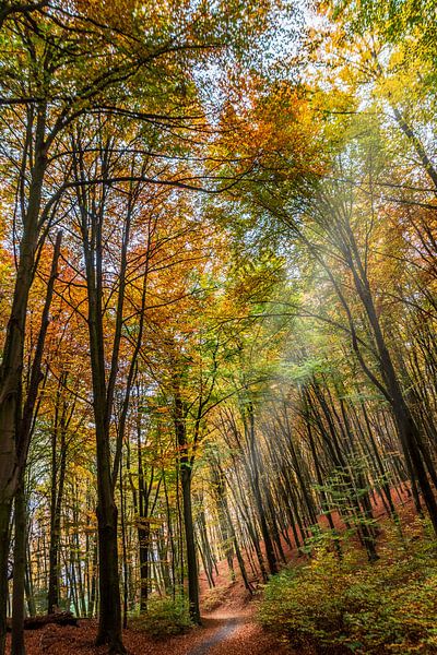 The Italian road in autumn colours by Jurjen Jan Snikkenburg