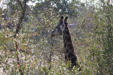 Zuid Afrikaans giraffe by Jeroen Meeuwsen